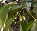 Jackfruit1.png