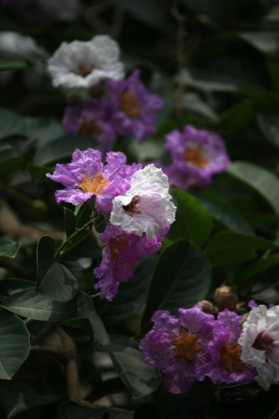 ไฟล์:Tabaek3.jpg