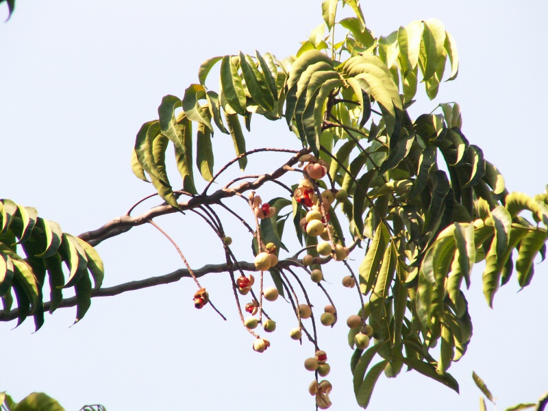 ไฟล์:Tasua.jpg