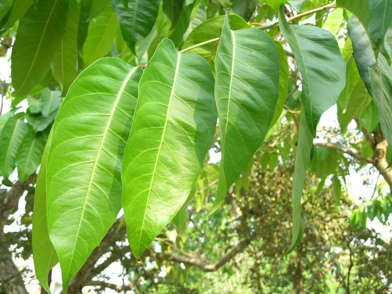 ไฟล์:Tasua3.jpg