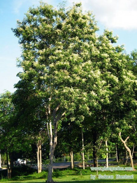 ไฟล์:Payung.jpg